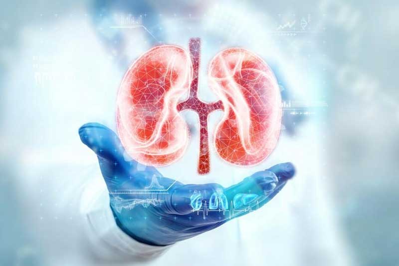 Kidney